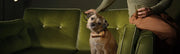 Pets and sofas: your vital cleaning guide
